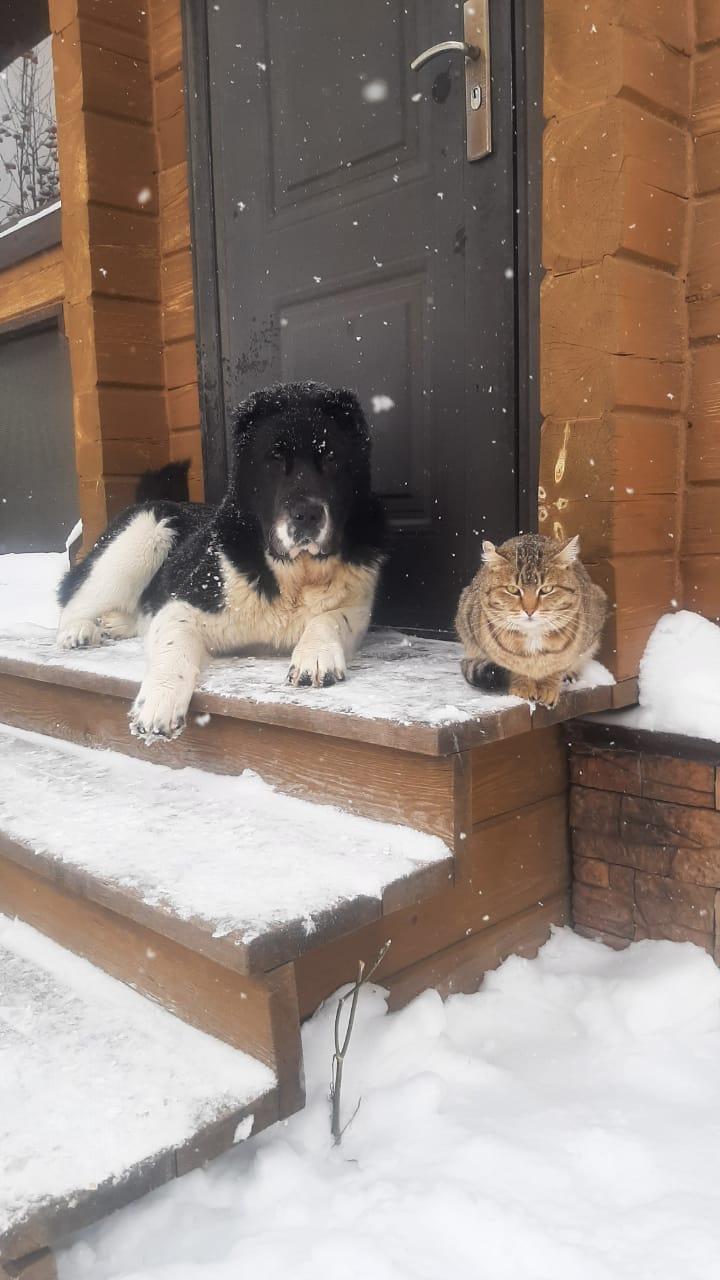 Фото В снегу и за рулем: в Новосибирске опубликовано свыше 50 фото милых питомцев к Дню кошек 8 - Сиб.ФМ Фото В снегу и за рулем: в Новосибирске опубликовано свыше 50 фото милых питомцев к Дню кошек 8